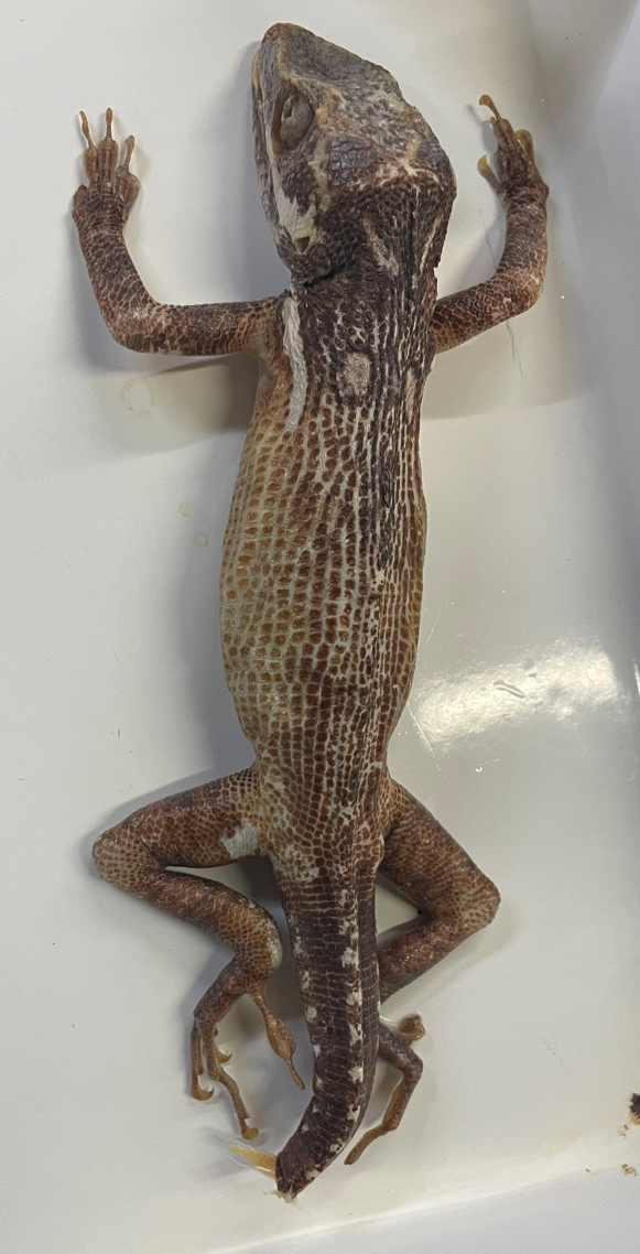 <p>Genus and species</p>