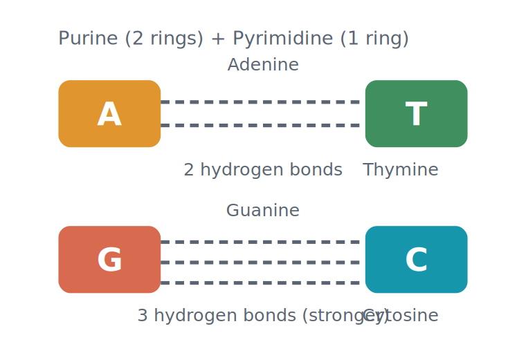 <p>Complementary base pairs</p>