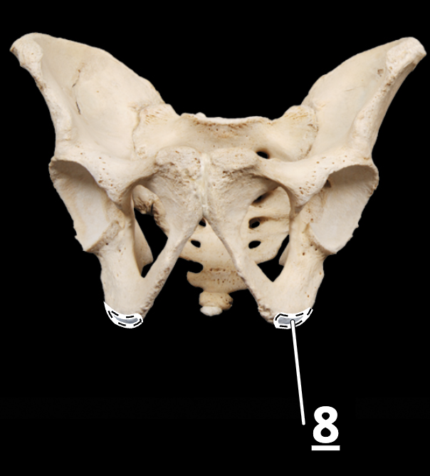 <p>8</p>