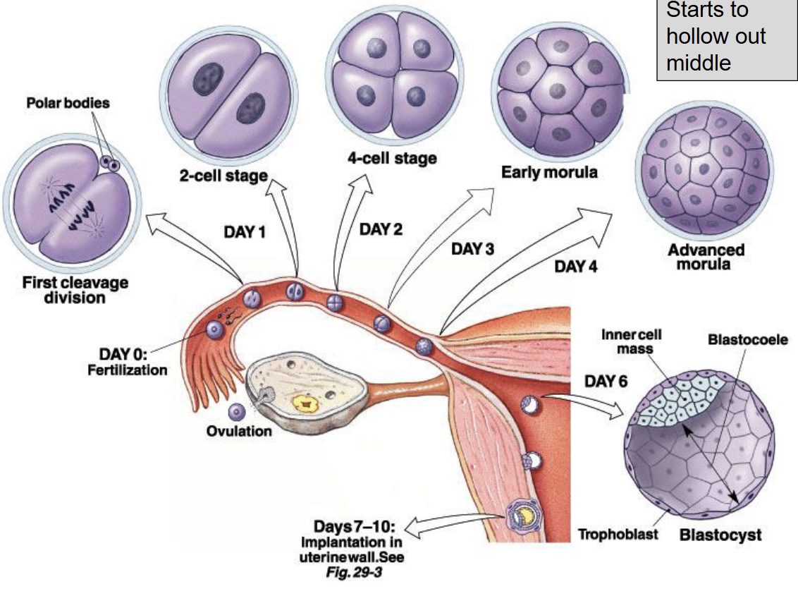 <p>Cleavage</p><ul><li><p>The fertilised egg is called a <strong>zygote</strong>.</p></li><li><p>The zygote is surrounded by the <strong>zona pellucida</strong>.</p></li><li><p>The zygote travels through the uterine tube while undergoing repeated mitotic divisions called <strong>cleavage event</strong>.</p></li><li><p>Each new cleaved cell is called a <strong>blastomere</strong>.</p></li></ul><p>Morula</p><ul><li><p>By <strong>day 3</strong>, the embryo forms a solid ball of blastomeres called the <strong>morula</strong>.</p></li></ul><p>Blastocyst</p><ul><li><p>By <strong>day 4–5</strong>, about <strong>100 cells</strong> are present.</p></li><li><p>A fluid-filled cavity forms, creating the <strong>blastocyst</strong>.</p></li></ul><p>Hatching</p><ul><li><p>The <strong>zona pellucida breaks down</strong> with the blastocyst hatching, so it can implant.</p></li></ul><p>Implantation Begins</p><ul><li><p>Around <strong>day 7</strong>, trophoblast cells attach to the endometrium.</p></li></ul><p></p><p><strong>Sequence:</strong><br>Zygote → Cleavage → Blastomeres → Morula → Blastocyst → Hatching → Implantation</p>