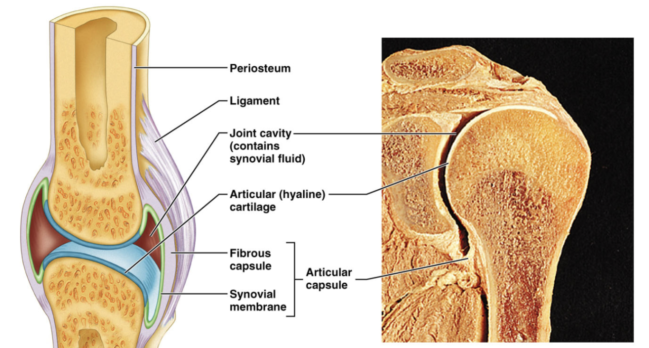 <p>entirely of connective tissue, NO epithelial cells, lines the cavities surrounding the joints, provides a smooth surface and lubricating fluid</p>