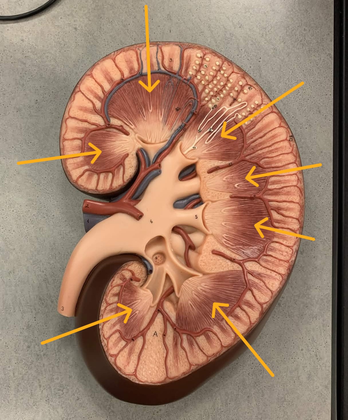 <p>Which part of the kidneys:</p><ul><li><p>Triangle-shaped structure in the medulla</p></li></ul><p></p>