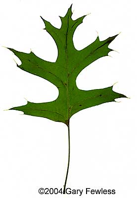 <p>Pin Oak</p>
