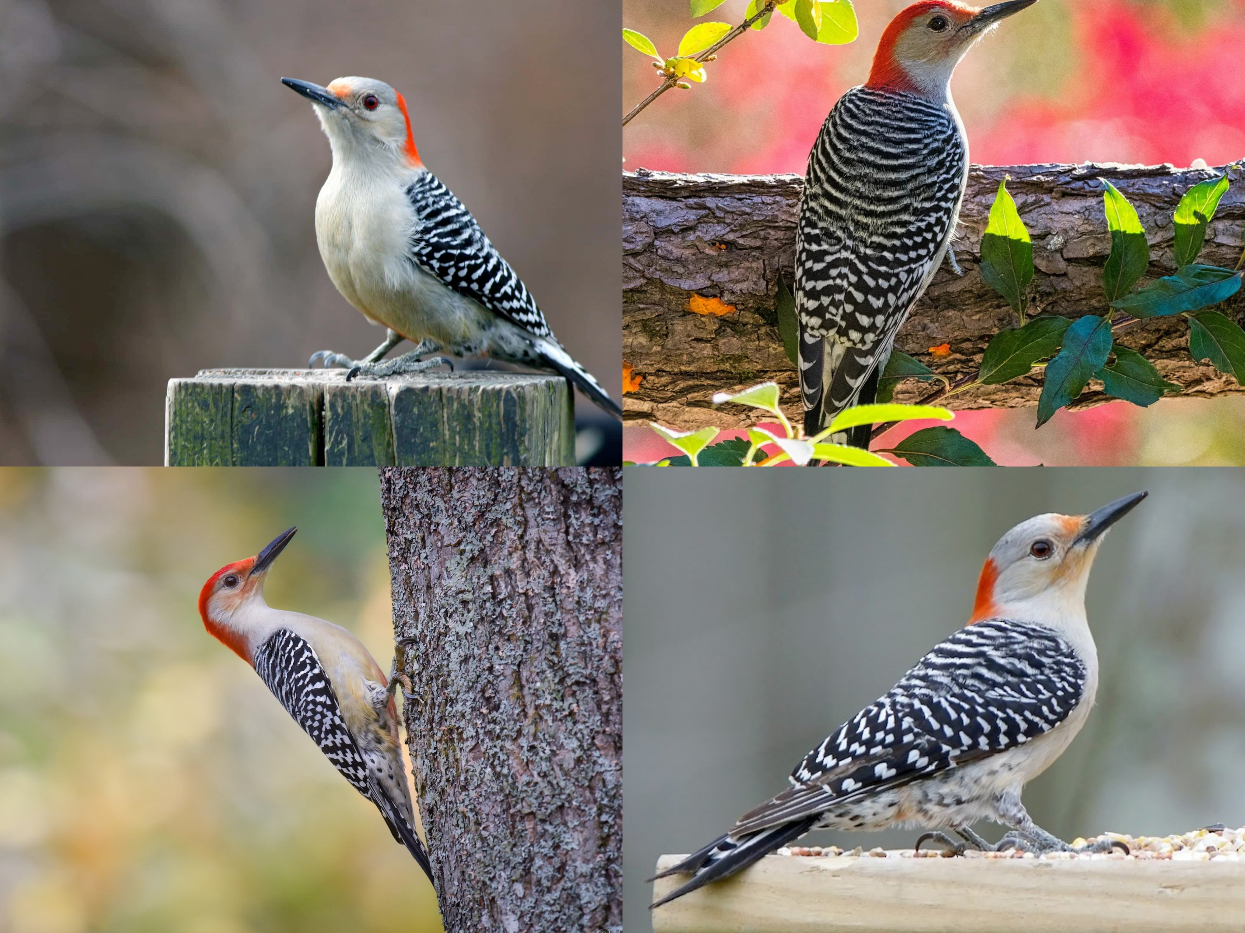 <p>Order: Piciformes</p><p>CN: Red-bellied Woodpecker</p><p>Alpha Code: RBWO</p>