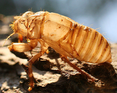 <p>structural polysaccharide made entirely of GlcNAc units found in insect exoskeletons and crustacean shells</p>