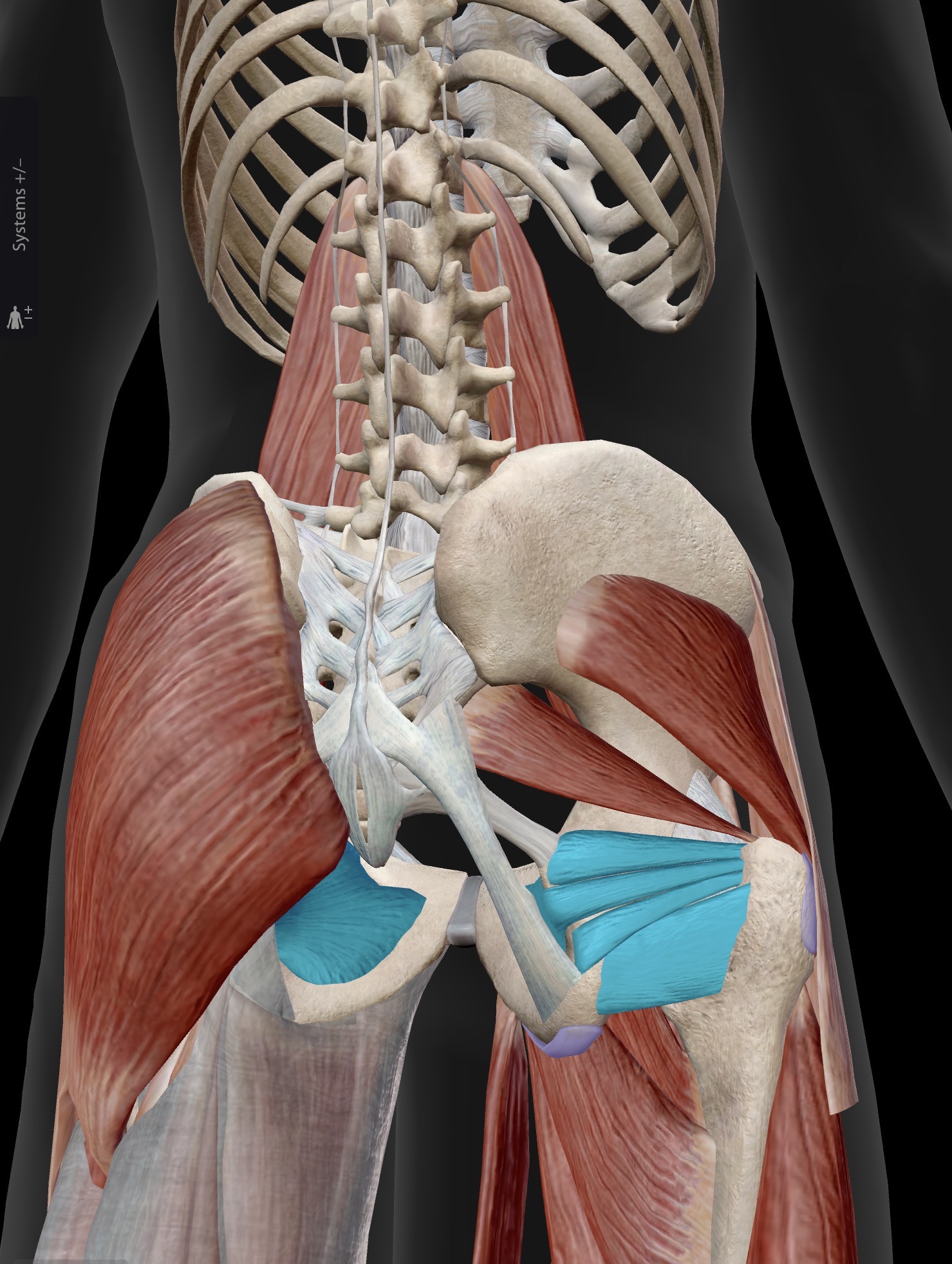 <p>from top to bottom</p><ul><li><p>Gemellus superior</p></li><li><p>Obturator internus</p></li><li><p>Gemellus Inferior</p></li><li><p>Quadratus femoris </p></li></ul><p>Insertions and actions are all the same</p><p>I: Greater trochanter region</p><p>A: External rotation of the hip, when the hip is extended</p><p></p>