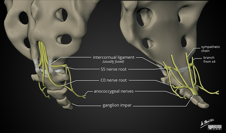 <p>a small network of nerves located on the pelvic floor<span>. It supplies sensory and motor innervation to the tailbone, surrounding muscles, and nearby skin. Formed by the anterior (ventral) rami of the 4th and 5th sacral nerves (S4,S5 ) and the coccygeal nerve. </span></p>
