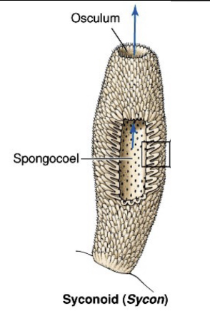 <ul><li><p>Syconoid</p></li><li><p>calcarea</p></li></ul><p></p>