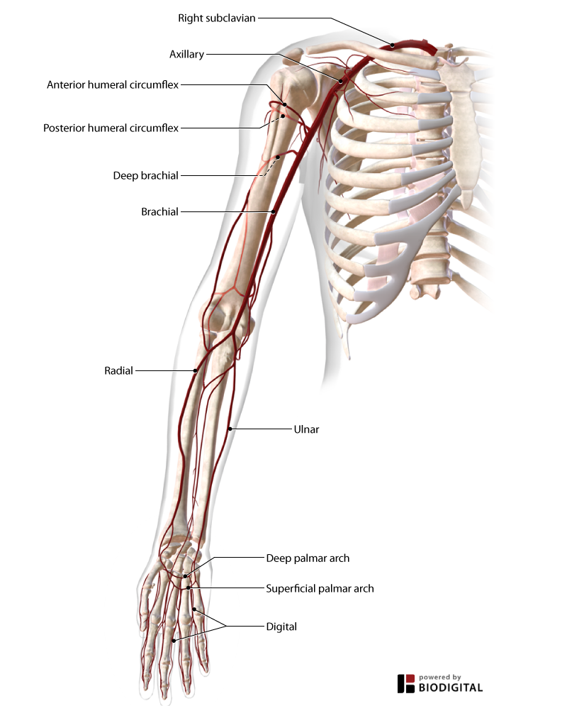 <p>Terminal branches supplying the fingers.</p>