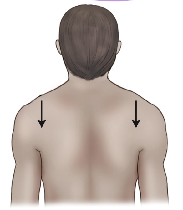 <p>what is the name of the movement where the shoulders are lowered?</p>