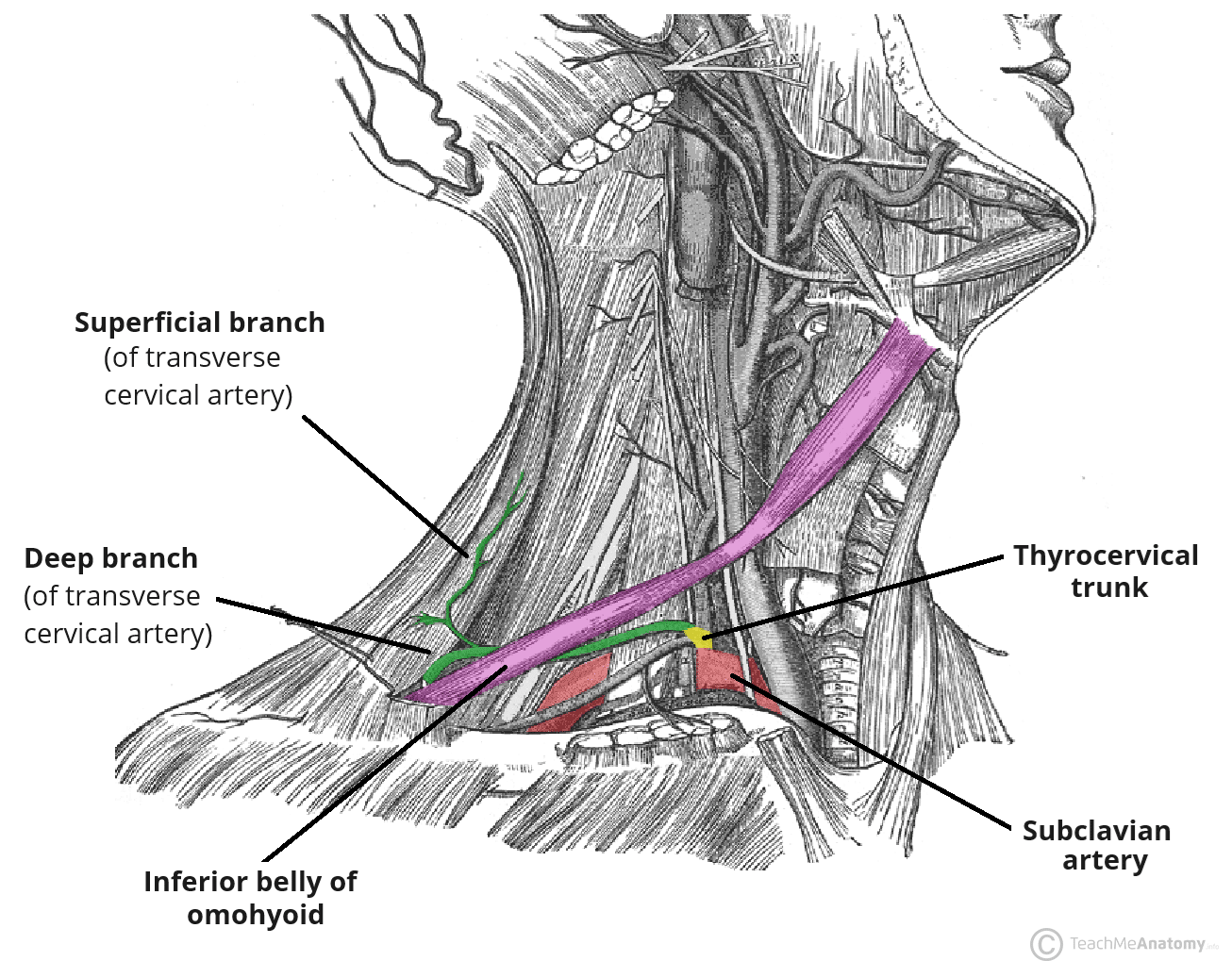 <p>Artery providing blood supply to the trapezius muscle.</p>