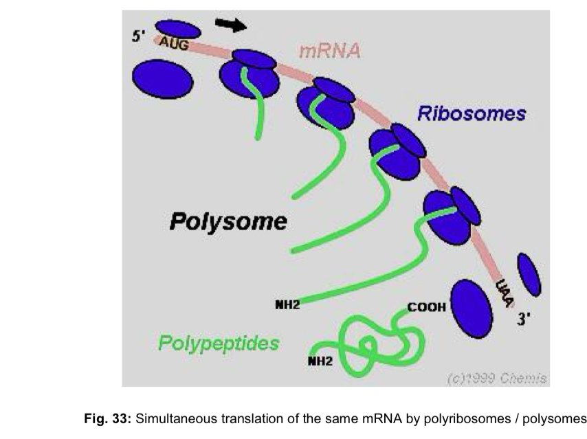<ul><li><p>ribosomes are often seen to occur in clusters known as <strong>polyribosomes</strong> or <strong>polysomes</strong></p></li><li><p>when ribosomes occur as such aggregates, they are <strong>simultaneously translating </strong>polypeptides from the <strong><u>same</u></strong> mRNA strand </p></li><li><p>each ribosome in the polysome independently synthesised a single polypeptide during its translation of the mRNA sequence </p></li><li><p>advantage: these multiple initiations mean that many <strong>more polypeptide molecules</strong> can be made in a <strong>given time</strong> than would be possible if each had to be completed before the synthesis of the next could start </p></li><li><p></p></li></ul><p></p>