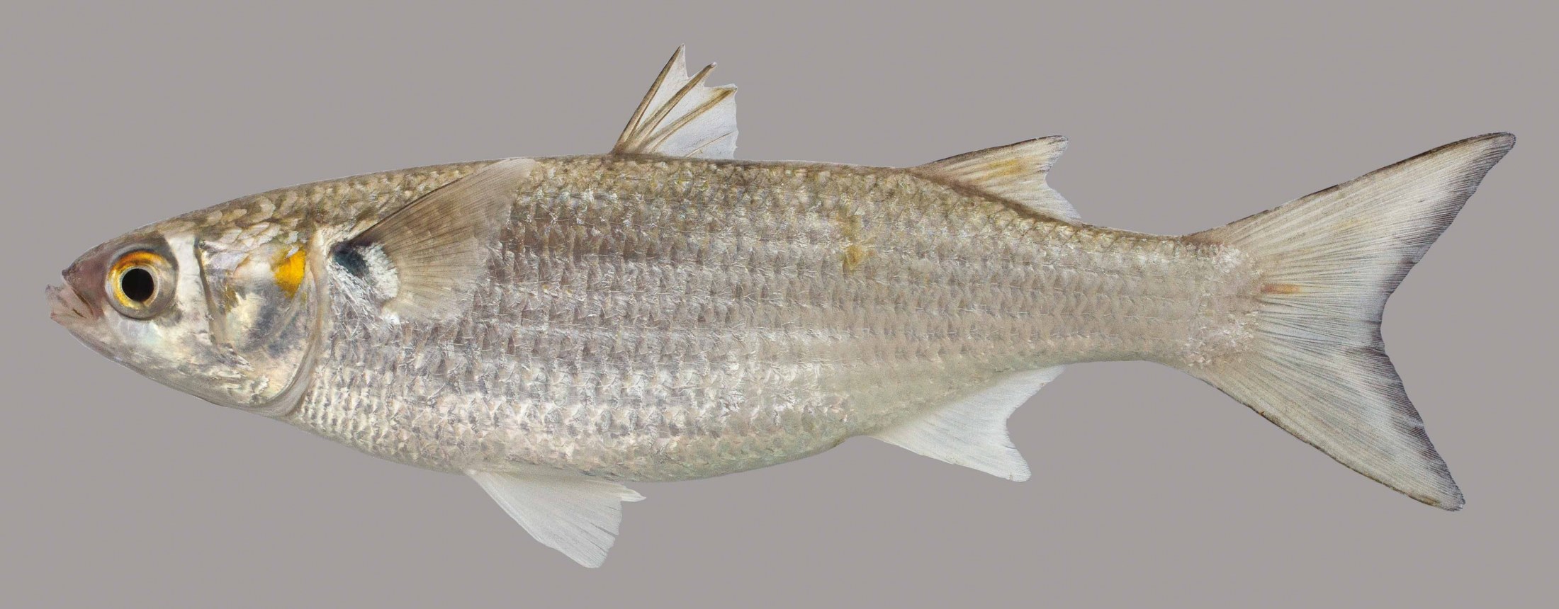 <p>Golden operculum spot, black blotch on base of dorsal fin, blunt nose</p>