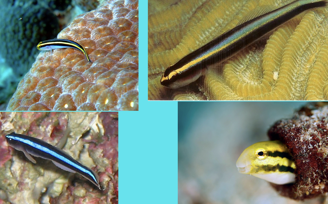 <p>tiny narrow fish fish</p>