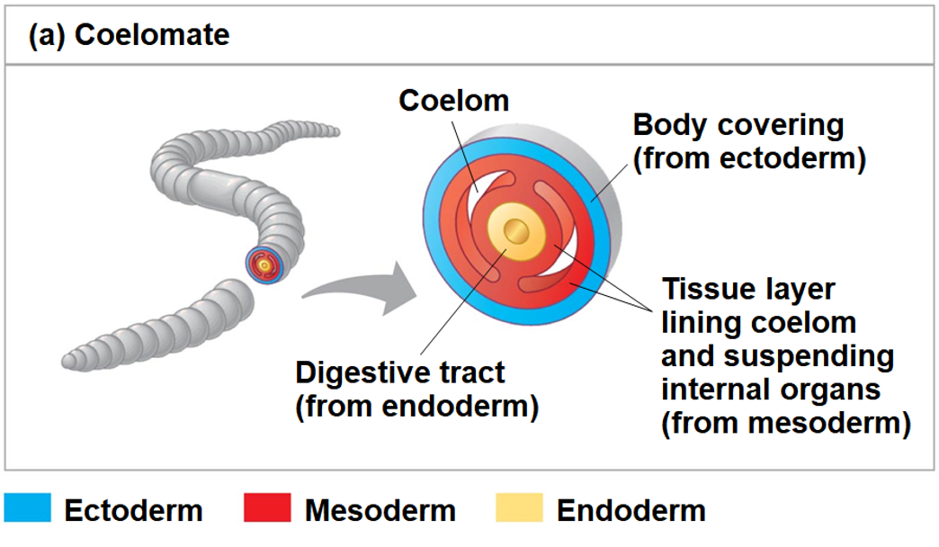 <p>Coelom + functions (2)</p>
