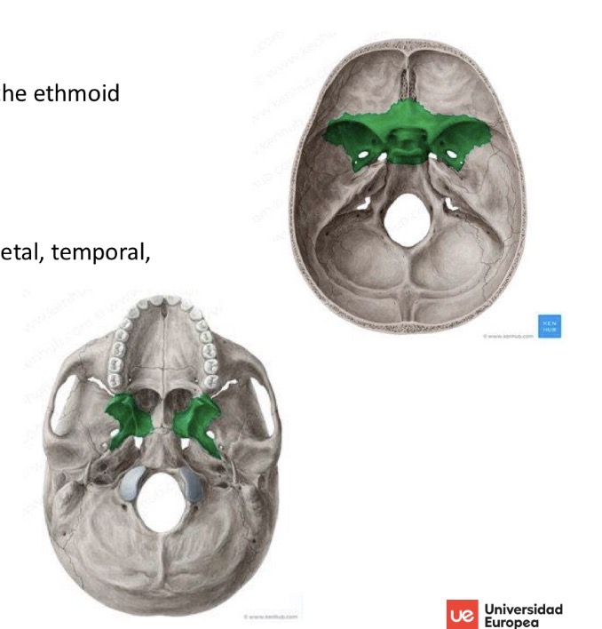 <p>Contains the sphenoid sinus and participates in the nasal cavities and orbits</p>