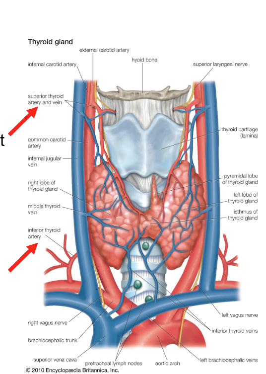 <ul><li><p><strong>sup thyroid arteries</strong></p><ul><li><p>1st branches of <u>external carotid arteries</u></p></li><li><p>supply anterosuperior aspect of gland</p></li></ul></li><li><p><strong>inf thyroid arteries</strong></p><ul><li><p>largest branch of <u>thyrocervical trunks</u></p><ul><li><p>arise from <u>subclavian arteries</u></p></li></ul></li><li><p>supply posteroinf aspect of thyroid</p></li></ul></li></ul><p></p>