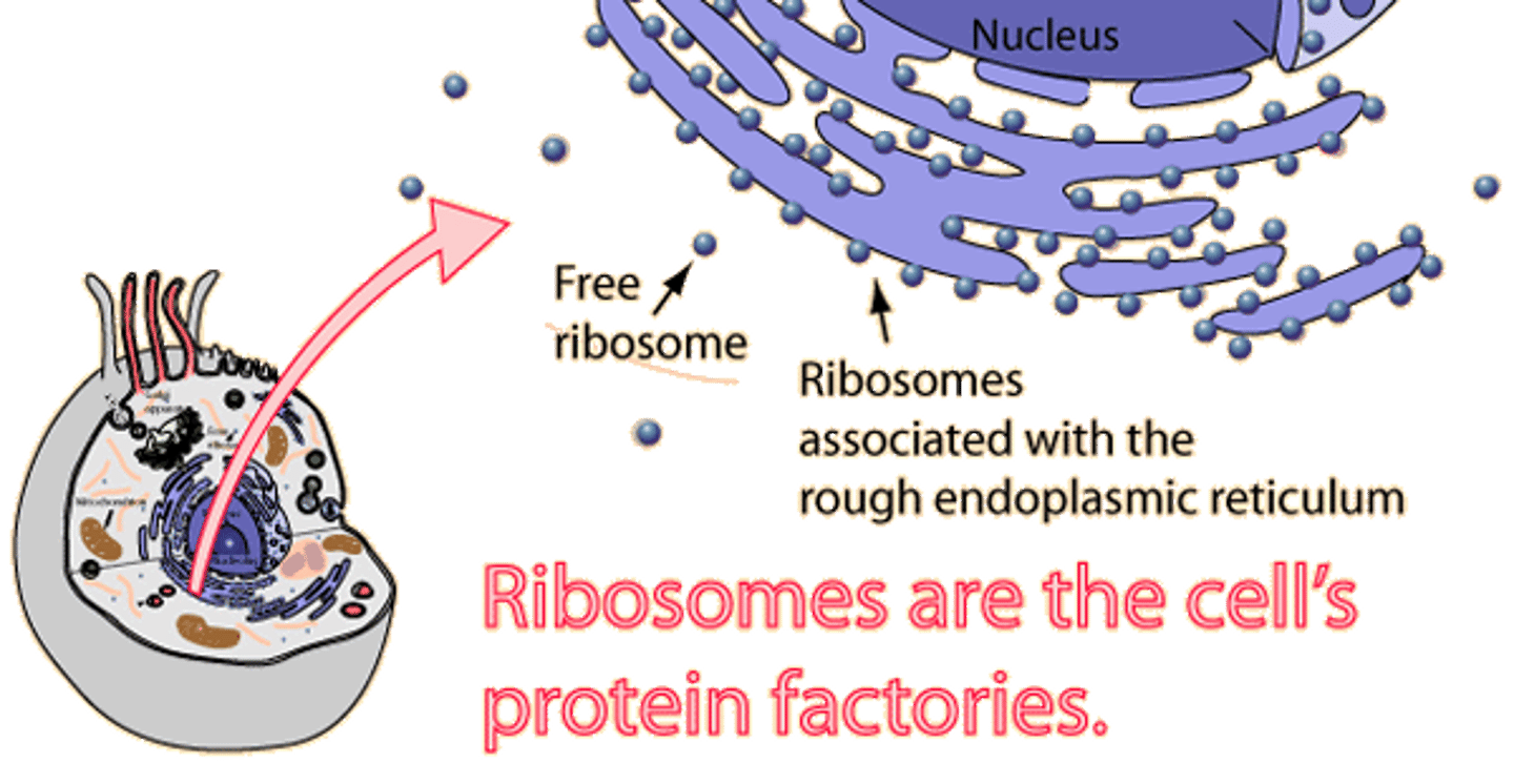 <p>where protein is synthesised</p>