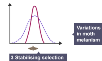 <p>- Selection that removes extreme variants. </p><p>- <span>Stabilizing selection is illustrated by human birth weight, where </span>intermediate-weight babies (3 to 4 kilograms) are favored for survival because too-small infants face severe health risks and too-large infants cause dangerous complications during delivery.</p>
