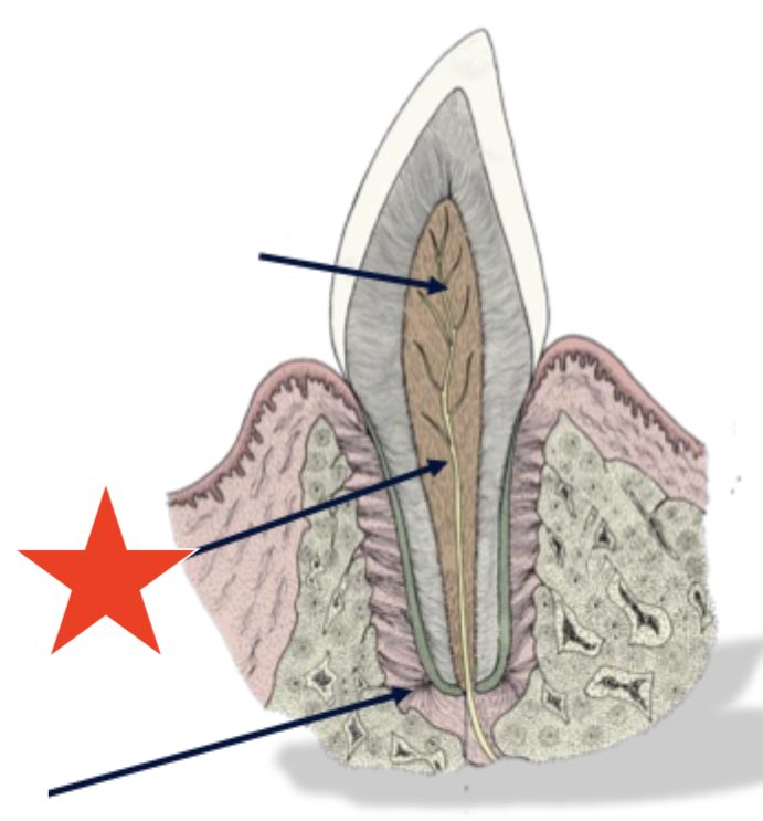 <p>What part of the tooth is indicated by the star?</p>