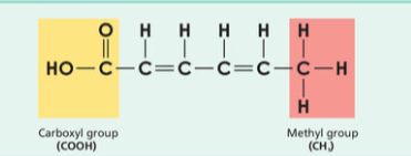 <ul><li><p>each carbon atom not fully saturated with a full quota of hydrogen atoms</p></li><li><p>more then one double bond between atoms</p></li><li><p>soft or liquid at room temp</p></li><li><p>lowest melting point of all the fatty acids</p></li><li><p>plant and marine sources e.g alpha linolenic acid (3 double bonds) in seed oil</p></li></ul><p></p>