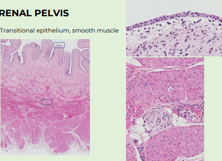 <p>Transitional epithelium, smooth muscle</p>
