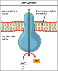 <p>chemiosmosis</p>