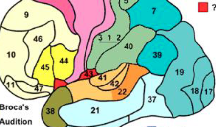 <p>which number is brocas area?</p>