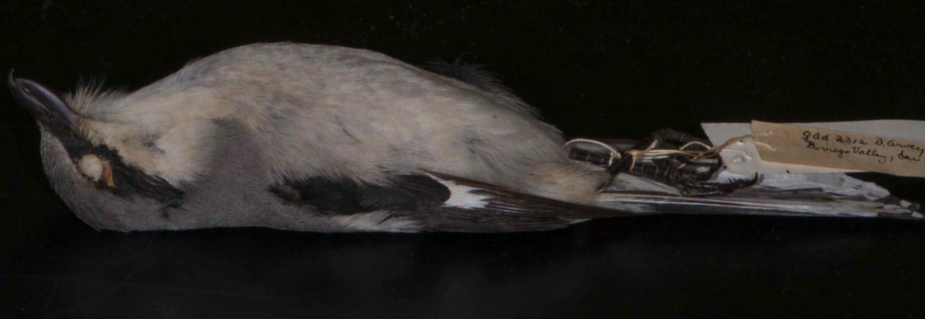 <p>Laniidae (Shrikes)</p>