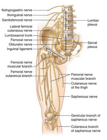 <p>lumbar plexus</p><ul><li><p>L1-L4</p></li></ul><p>sacral plexus</p><ul><li><p>L4-S4</p></li></ul><p></p>