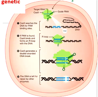 <p>Once released into the organism:</p><ol><li><p>CRISPR Cas9 searches the DNA for a PAM binding site (3 nt’s long specific to every Cas9 protein)</p></li><li><p>If PAM is found, Cas9 binds and forms an R-loop with the DNA</p></li><li><p>Cas9 generates a double stranded DNA break</p></li><li><p>The DNA is left for repair by other enzymes, and incorrect repair of the ds DNA can knock out genes</p></li></ol><p></p>