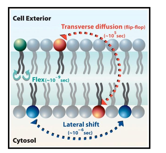 <ul><li><p><span>Lipids move easily, laterally, within leaflet (Lateral, Rotation, Flexing).</span></p></li><li><p><span>Lipids movement to other leaflet is difficult and slow</span></p></li><li><p><span>Membrane proteins diffuse within the bilayer:</span></p><ul><li><p><span>Movement of proteins is restricted.</span></p></li><li><p><span>Rapid movement is spatially limited.</span></p></li><li><p><span>Long range diffusion is slow.</span></p></li><li><p><span>Biochemical modification can alter protein mobility in the membrane—an important feature for signal transduction</span></p></li></ul></li></ul><p></p>