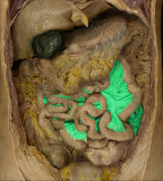 knowt flashcard image