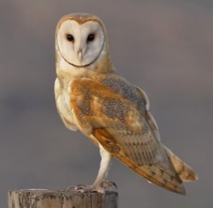 <p>Species, family, order?</p>