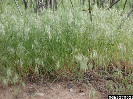 <p>Chemical:</p><ul><li><p>Apply Plateau or Round-up</p></li></ul><p>Grazing</p><ul><li><p>Graze heavily in early spring (twice, with a short rest between)</p></li></ul><p>Mechanical </p><ul><li><p>Till or disk in early spring</p></li></ul><p></p>