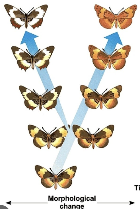 <p>New species evolve by the gradual accumulation of small changes brought about by natural selection (not enough fossil evidence to support this model)</p>