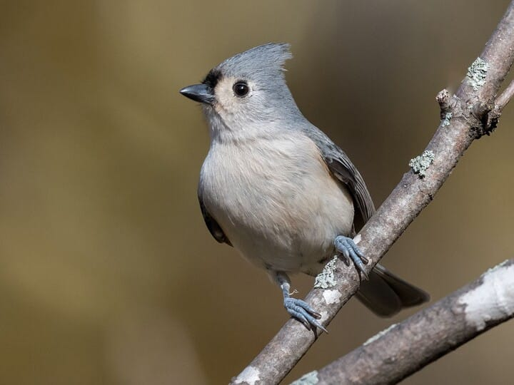 <p>Tufted Titmouse</p>