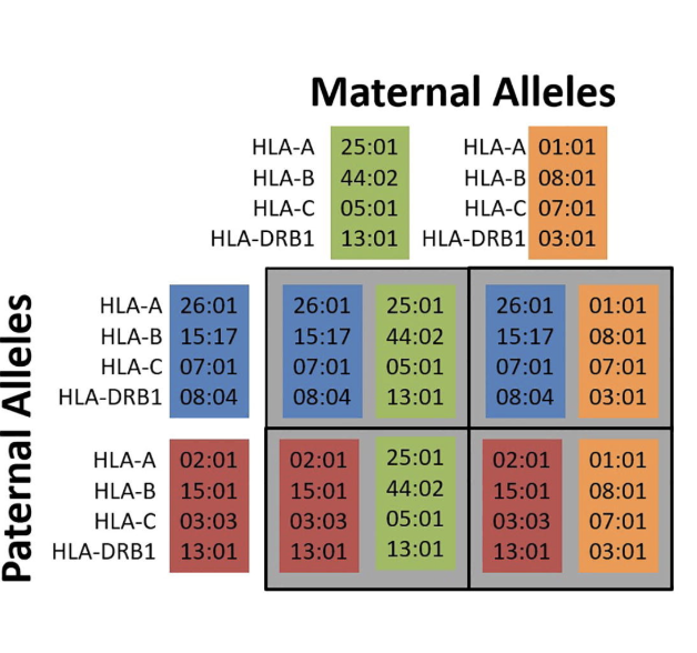 <ol><li><p>1 hla from each parent is distrubuted both HLA 2 and HLA 1</p></li></ol><p></p><p>Parents and children </p><ul><li><p>Half-atch </p></li></ul><p>Full siblings </p><ol><li><p>25 chance of perfect match </p></li><li><p>50 haploidentical </p></li><li><p>25 chance of no match </p></li></ol><p></p><p>Crossing over happens (1%) —> reare to get new haplotypes within family</p><p><span style="background-color: transparent; font-family: "Open Sans", sans-serif;"><strong>Chance of an exact match with unrelated donor: <1 in 100,000</strong></span></p><p></p>