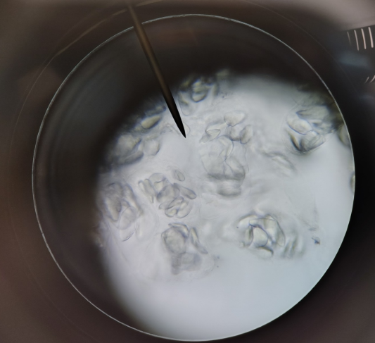 <ol><li><p>cell name</p></li><li><p>specific example</p></li></ol><p></p>