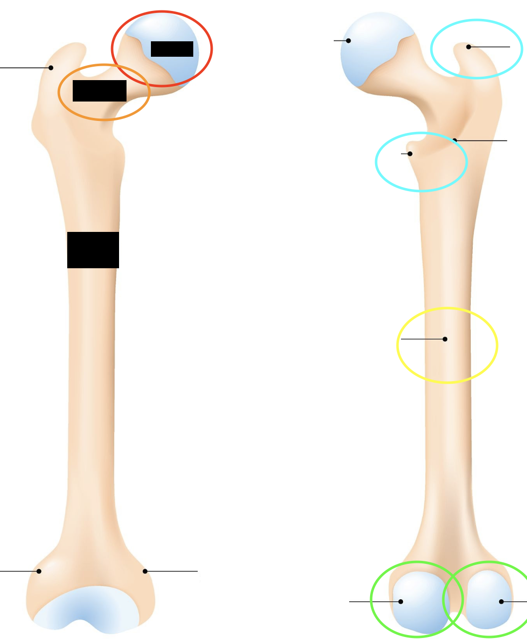 <p>What is the structure circled in yellow?</p>