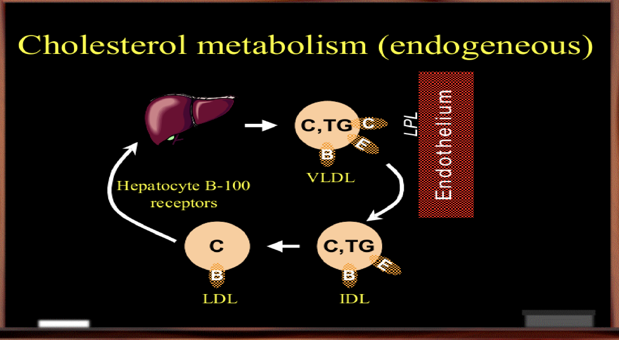 <ol><li><p>Cholesterol & Triglycerides produced in the liver are packaged into VLDL with Apo-B100, Apo-C, and Apo-E</p></li><li><p>VLDL released into the bloodstream</p></li><li><p>VLDL’s undergo <strong><em>l</em></strong>ipolysis by <strong><em>lipoprotein lipase</em></strong> → becomes IDL</p></li><li><p>Further lipolysis transforms IDL → LDL which only has Apo-B100 apoprotein left</p></li><li><p>LDL taken by the liver or tissues (<strong><em>which has B receptor for Apo-B100)</em></strong>, completing cycle</p></li></ol><p></p>