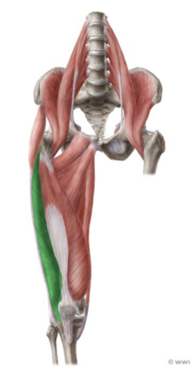 <p>Extends knee.</p>