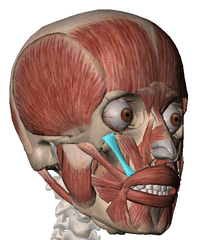 <p>from top of orbicularis oris</p>