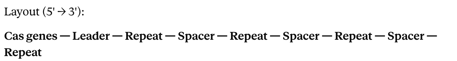 <ul><li><p>The Cas genes sit next to the <strong>leader</strong>, then the <strong>repeats</strong>; the DNA <em>between</em> repeats = <strong>spacers</strong>.</p></li><li><p>The <strong>CRISPR array</strong> = the repeat/spacer region = one cluster </p></li><li><p> </p></li></ul><p></p>