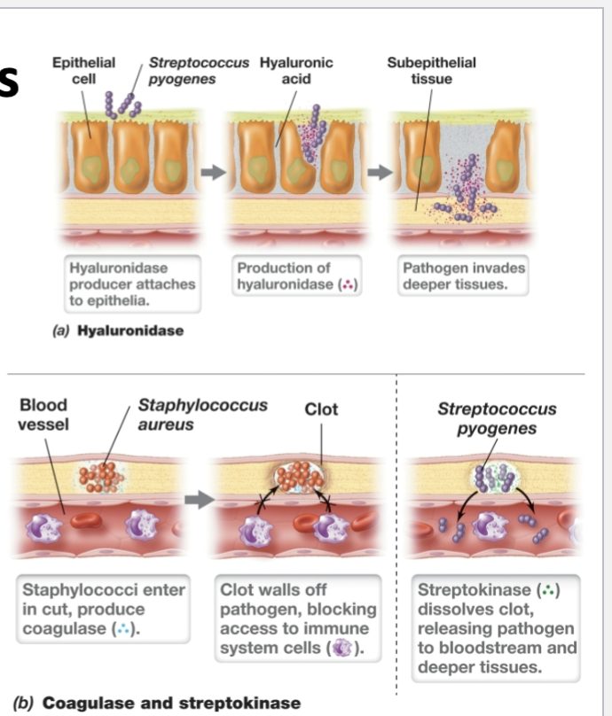 <p>streptokinase: dissolves blood clots</p><p>coagulase: triggers blood clotting </p><p>hyaluronidase: breaks down host tissues</p>