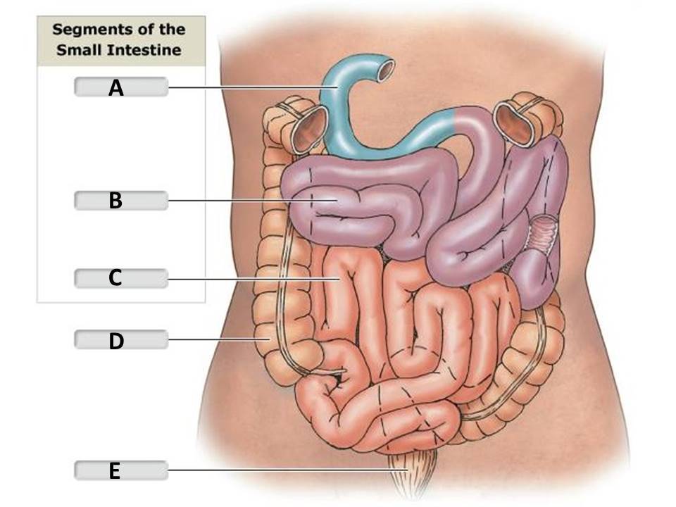 <p>Identify the intestinal segment labeled "A".</p><p> </p><p>jejunum</p><p> </p><p>duodenum</p><p> </p><p>ileum</p><p> </p><p>large intestine</p>