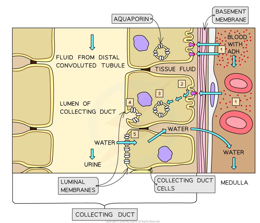 <ol><li><p>ADH travels through the bloodstream & binds to specific complementary receptor proteins on the surface of the cells of the distal convoluted tubule & collecting duct</p></li><li><p>This activates a signalling cascade that results in the production of cAMP as a second messenger</p></li><li><p>cAMP triggers vesicles within the cells to move to & fuse with the luminal membranes</p></li><li><p>The vesicles contain many aquaporins (water-permeable channels), which are inserted into the luminal membranes, increasing the permeability of the cells to water</p></li><li><p>Water molecules can then move by osmosis into the medulla & be carried away in the bloodstream</p></li></ol><p></p>