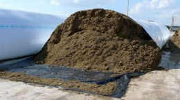 <p><strong><u>Roughages/Forages </u></strong></p><ul><li><p><strong><u>Low to moderate in energy and protein</u></strong>. <mark data-color="red" style="background-color: red; color: inherit;">Usually protein is low </mark><span style="color: red;"><strong><mark data-color="red" style="background-color: red; color: inherit;">except </mark></strong></span><mark data-color="red" style="background-color: red; color: inherit;">in _____ </mark>(forage plants that fix nitrogen, alfalfa, beans, peas, lentils, clover, peantus, tamarind) </p></li><li><p>They are <strong>usually fed to </strong><span style="color: blue;"><strong>ruminants </strong></span><strong>because of their </strong><span style="color: blue;"><strong>high fiber content </strong></span></p></li></ul><p></p>