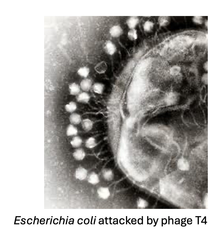 <ol><li><p><strong>Absorbs</strong> into the<strong> bacterial cell wall, flagella or pili</strong></p></li><li><p><strong>Inject their genome </strong>into the cytoplasm of the bacterium</p></li></ol><p></p>