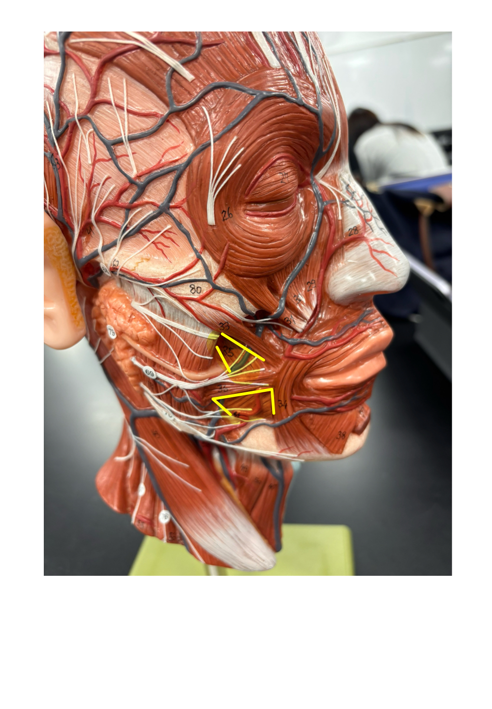 <p>name the muscle and its action</p>